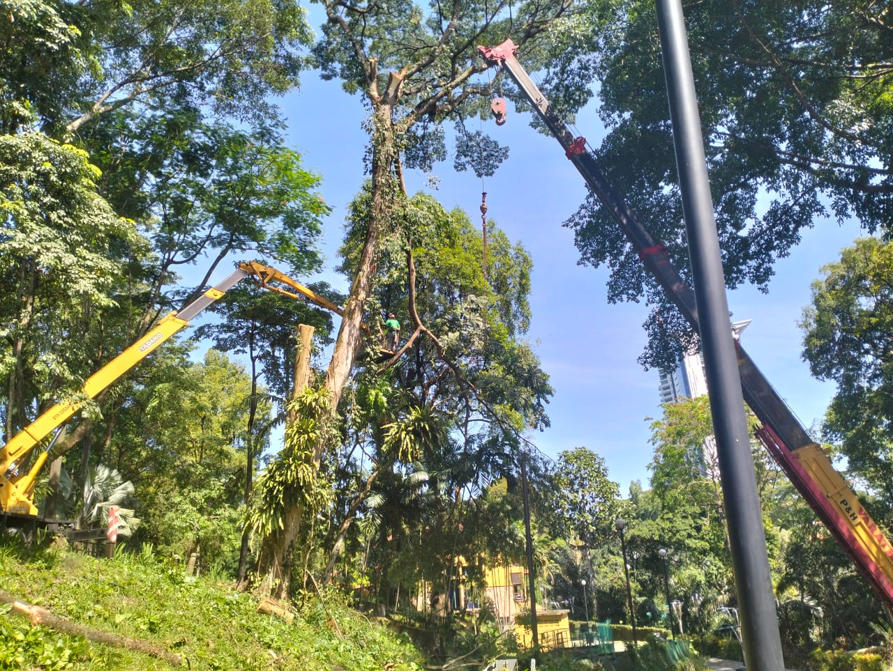 trim pokok