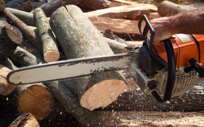 The Effects of Tree Cutting on the Environment: What You Should Know Before Removing Trees