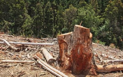 Why Removing Tree Stump Is Just as Important as Cutting Trees