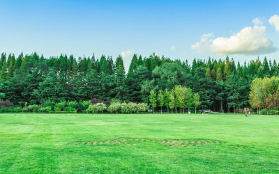 5 Signs Your Lawn Needs Professional Care