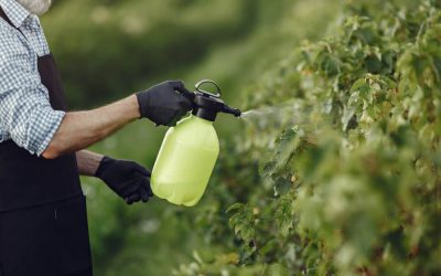 Mastering Pest Control for a Healthy Garden