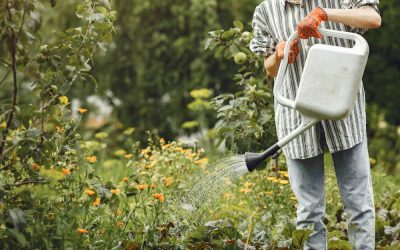 Tree and Garden Watering Services for Thriving Green Spaces