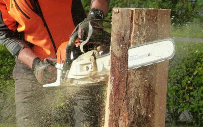 Why Tree Cutting Can Be Beneficial for Landscape and Property