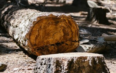 Responsible Tree Cutting for Forest Regrowth and Sustainability