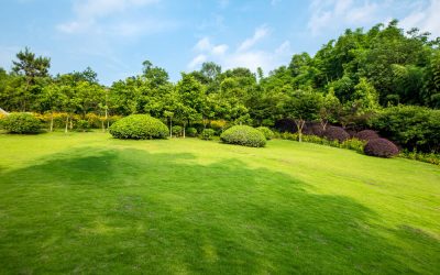 Watering 101: How to Hydrate Your Lawn Efficiently