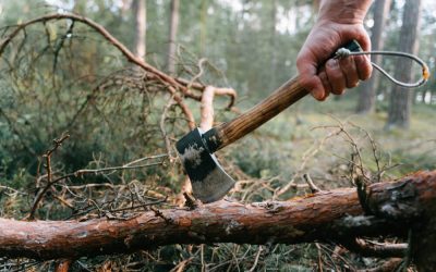 When Is the Right Time to Cut a Tree? Signs and Guidelines to Know