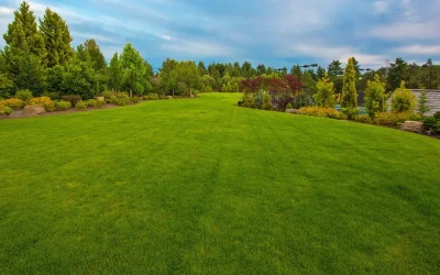 The Importance of Removing Weeds Without Harming Your Lawn