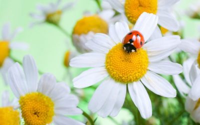 Friends or Foes? Understanding Beneficial and Harmful Insects in Your Garden