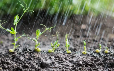 How to Observe Your Plants for Proper Watering