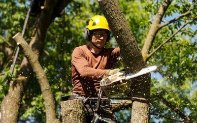 The Importance of Tree Maintenance: Preventing Risks and Damage